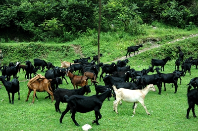 养什么山羊最赚钱又好养,新手养山羊怎么入门