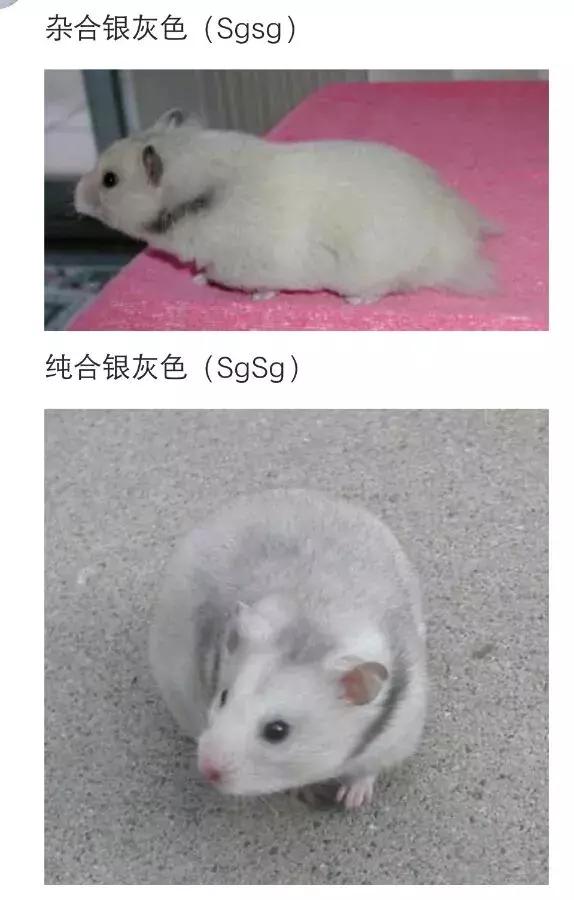 仓鼠种类短毛,仓鼠科普常见仓鼠种类