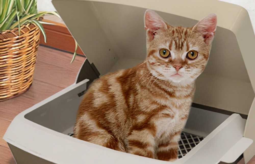 养猫经验猫咪闭尿的原因,养猫经验猫便秘会导致尿不出来吗