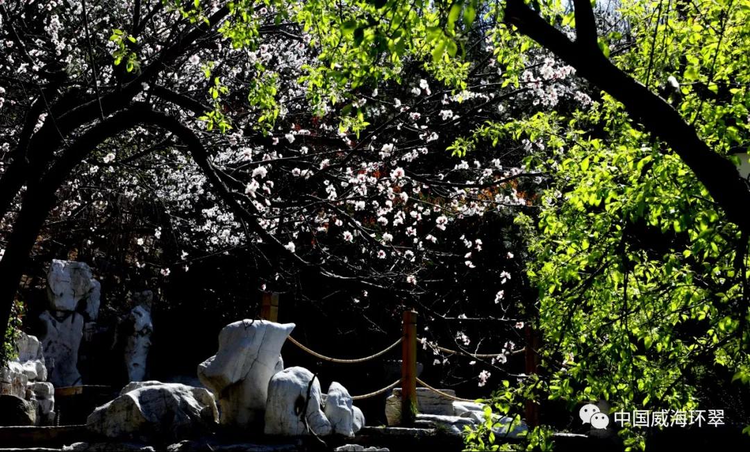 走进春天的环翠公园,环翠景色