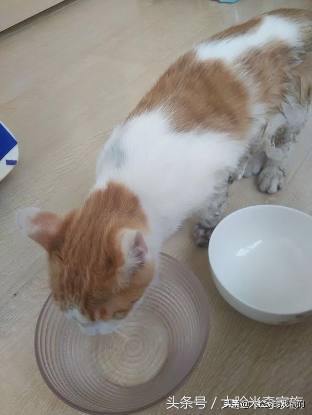 你这样的白橘猫，叫我怎能不爱？