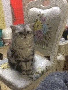 你可能不知道自己有多幸福,有猫陪伴的日子可真幸福