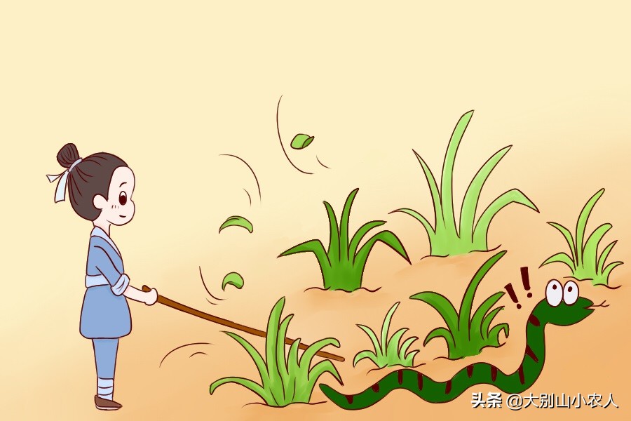 真•全村吃饭蛇：性格温顺但毒素却能深入骨髓，就是被咬后要睡觉