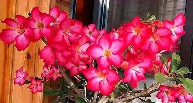 沙漠玫瑰叶子枯一半,沙漠玫瑰开完花了光秃秃怎么办