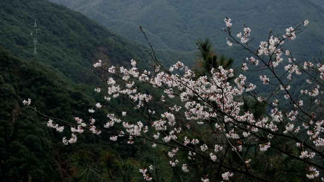四明山龙观山,四明山国家森林公园樱花