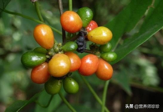 叶子像小簸箕，名字不好听，作用却不小，很多人不知道它的价值