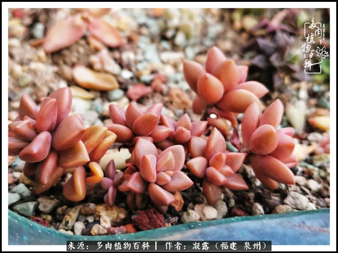 多肉日记严选,多肉日记大全100字