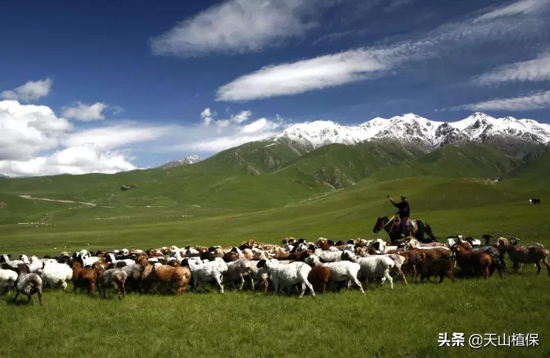 伊犁可克达拉草原,伊犁草原之旅