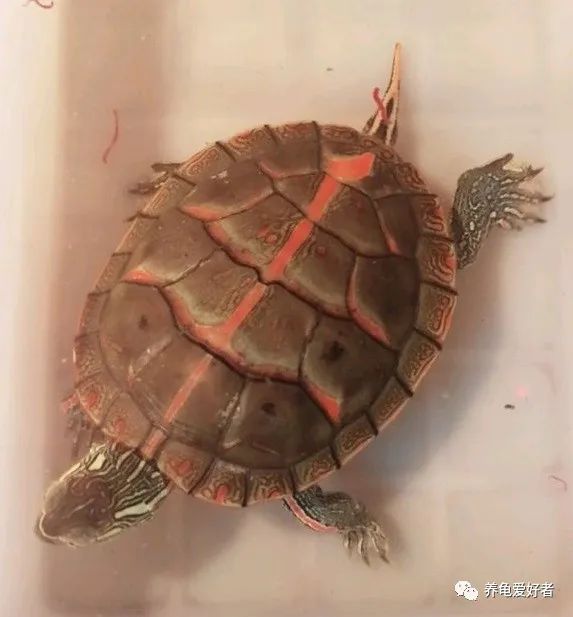 锦龟和巴西龟能杂交吗,锦龟白色环境好还是黑色环境好