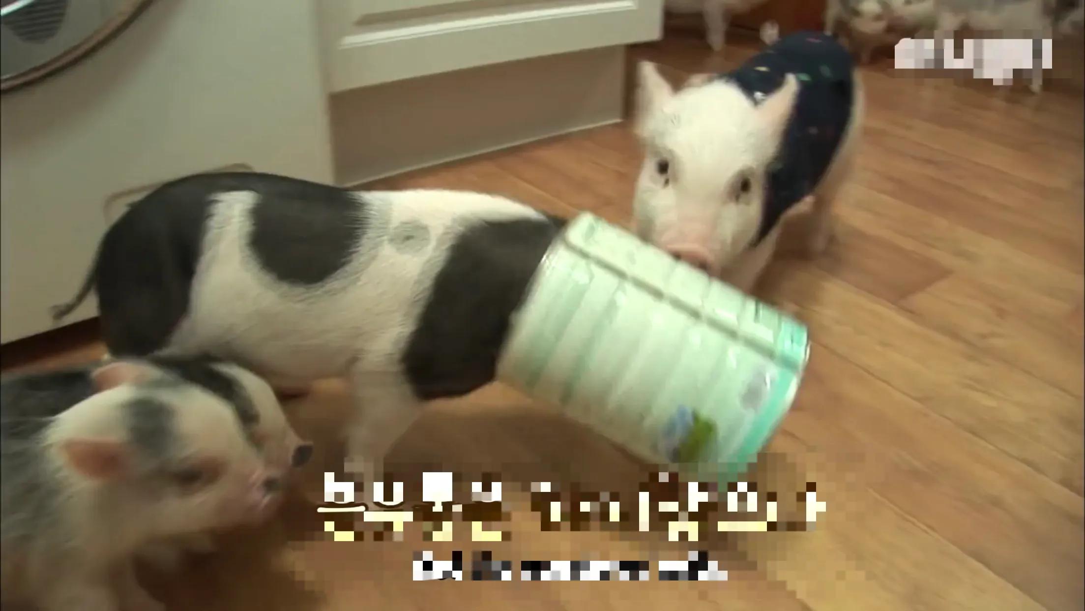 小猪的智商高达多少 (韩国最聪明的小猪)