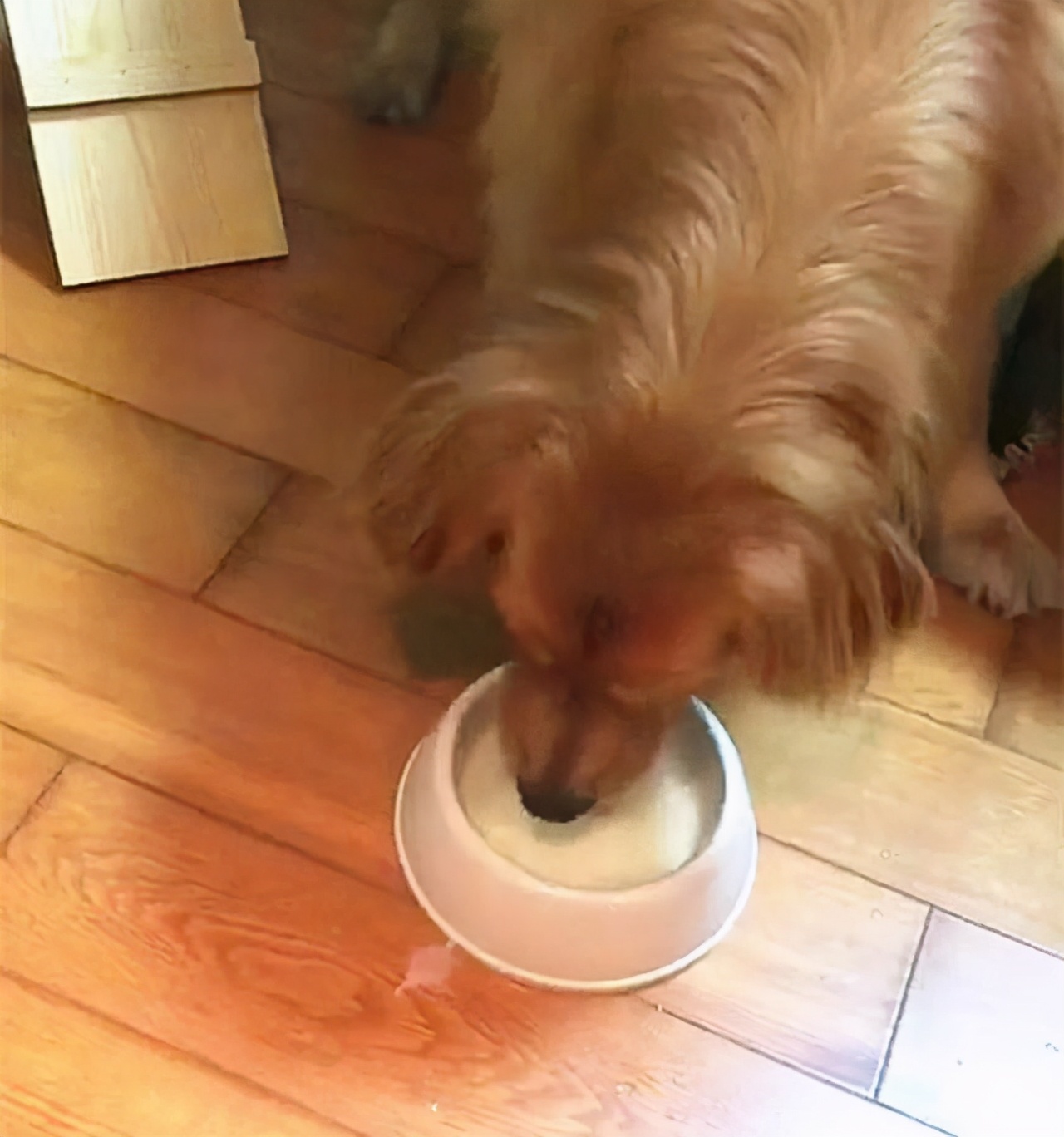 金毛不能吃食物清单,幼犬金毛能吃带咸的食物吗