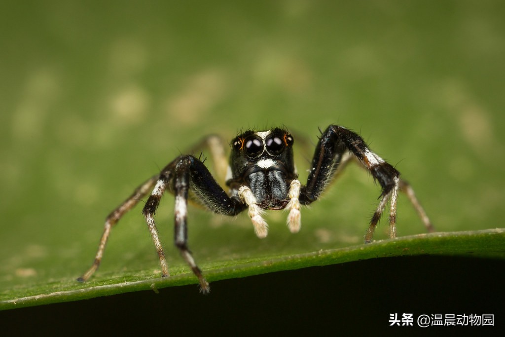 辟谣：跳蛛的饲养方法跟捕鸟蛛一样？不，跳蛛通常更适合新手饲养