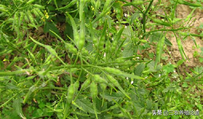 猪场皮肤病特效药,猪皮肤病中药偏方