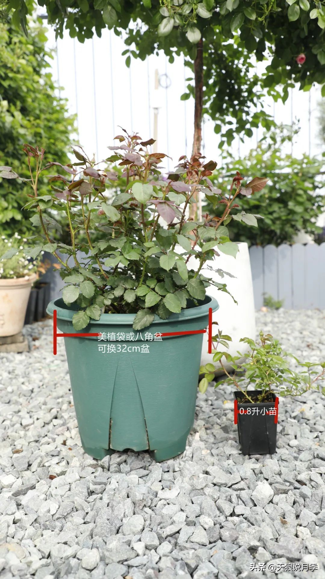 多久可以打造出一面月季花墙,月季花墙怎么养成