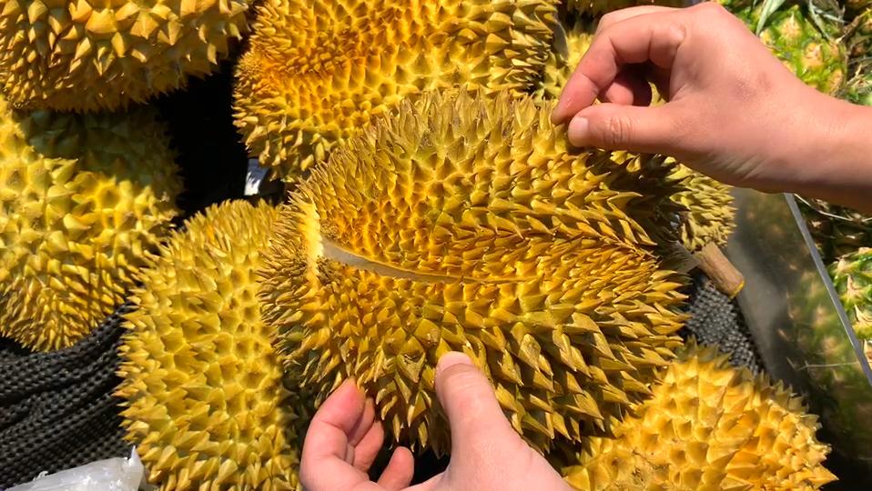 榴莲判断坏没坏,榴莲好果辨别