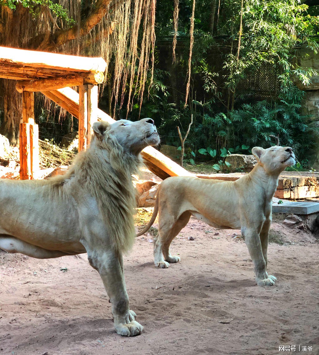 打卡国内热门榜1亲子游--广州长隆旅行攻略附带震动价格！