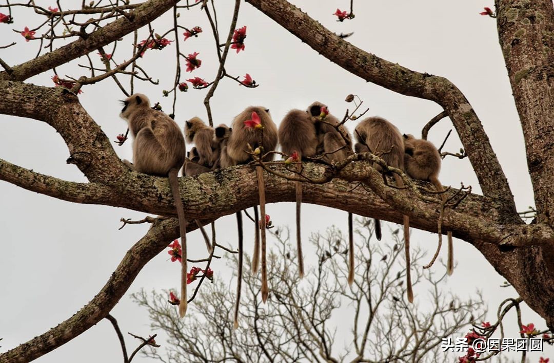 虎王拉贾孩子,虎王拉贾儿子怎么死的