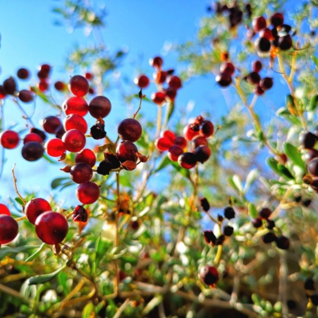沙棘油功效与作用好处,沙棘油的功效与作用的说明书