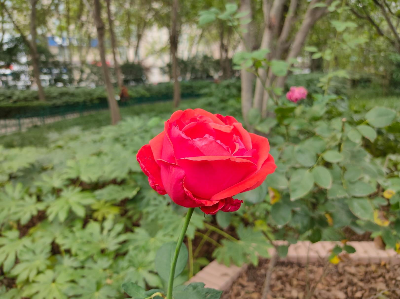 别只盯着充电速度！实测OPPOK5拍照，表现同样强劲