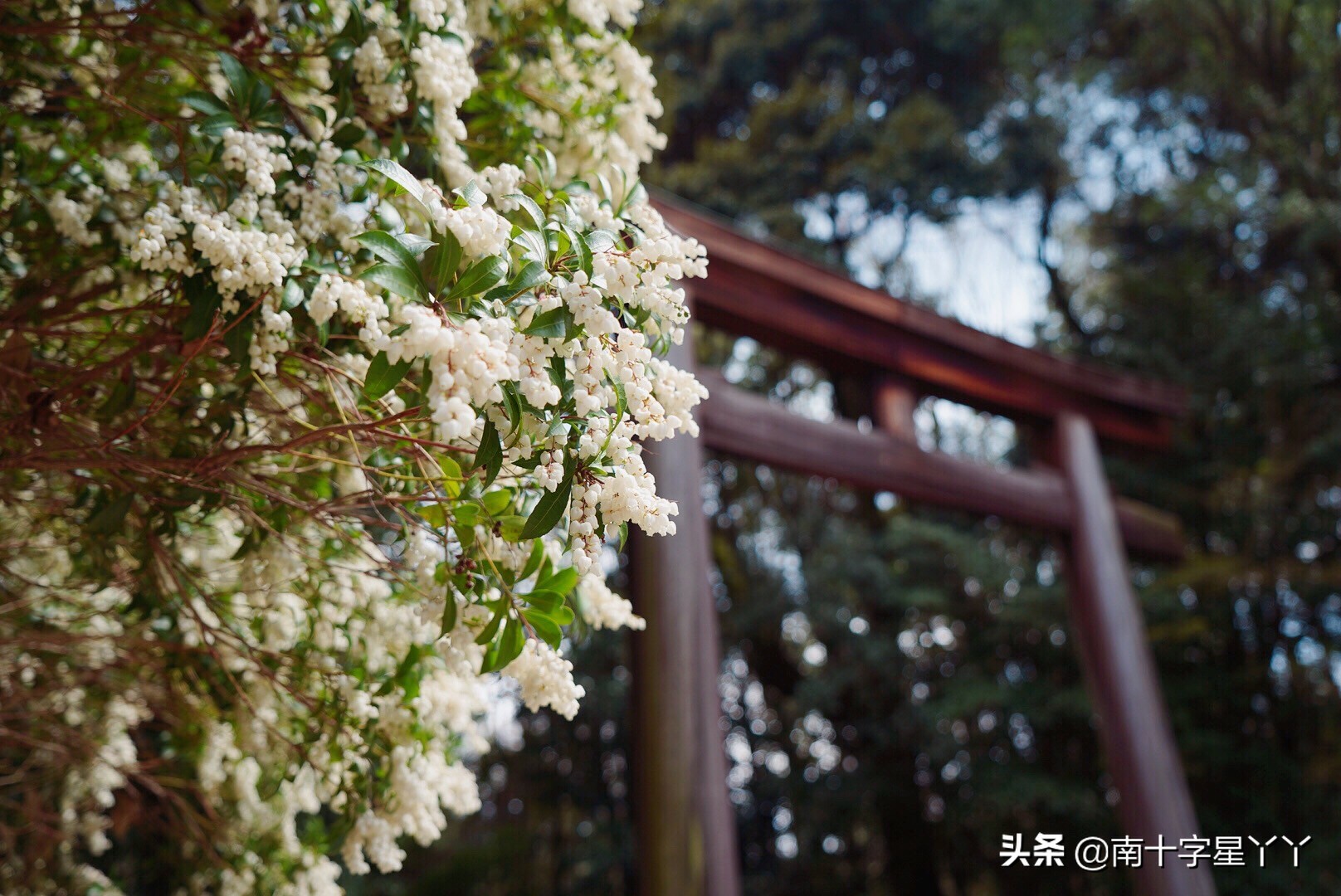 这个樱花季，造访SKII神仙水的水源地