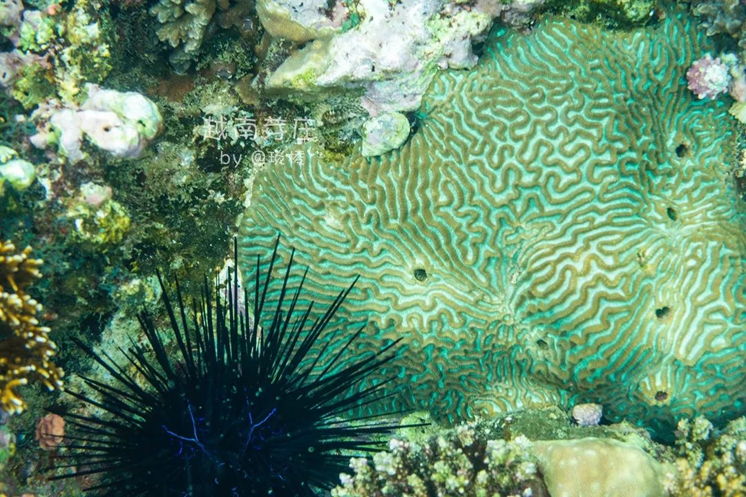 中国可浮潜的海湾,世界最美且可以浮潜十大海滩