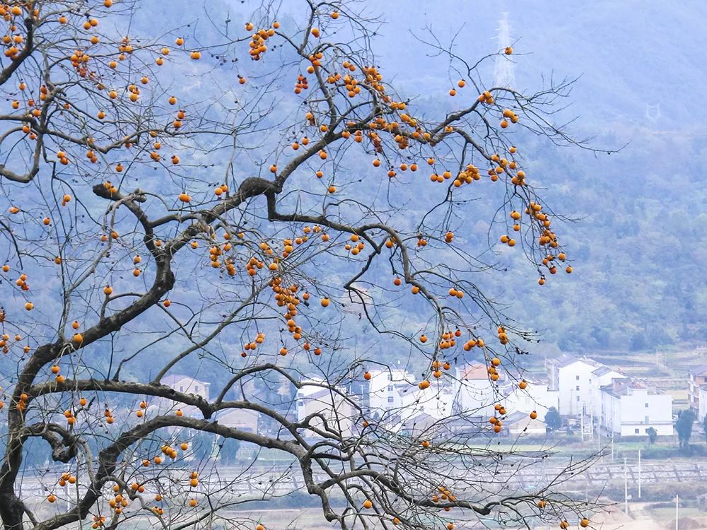 看“浙江红旗第一飘”：还能体验农家乐的田园美好