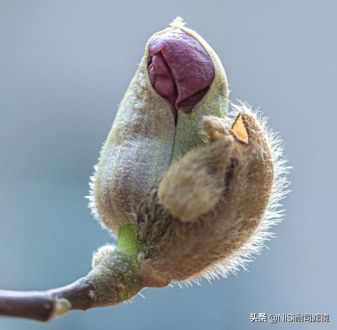 鑰侀娴嬭瘎,鑰侀椋樻憚褰卞笀