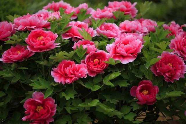 写牡丹的古诗词花开时节动京城,唯有牡丹花开时节动京城谁写的