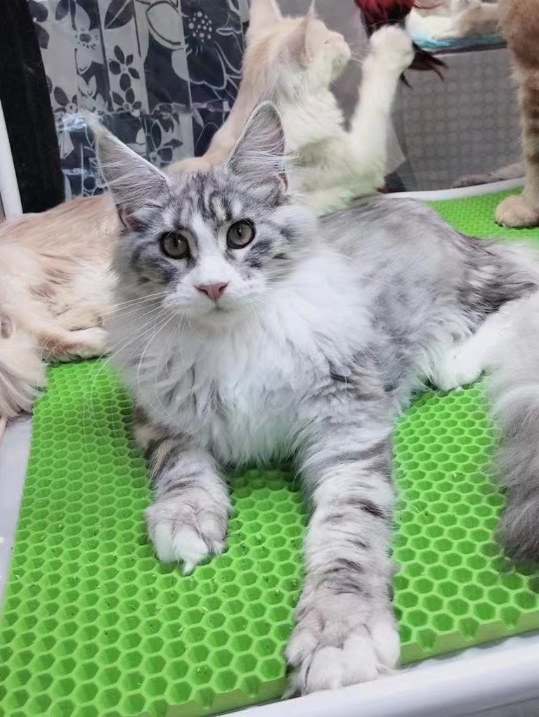 2000以内的缅因猫能买到吗,怎么买到好的缅因猫