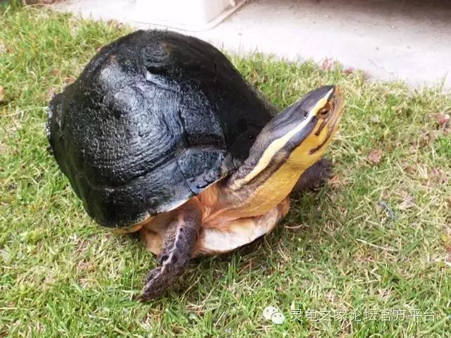 安布闭壳龟繁殖技术,安布闭壳龟要办证吗