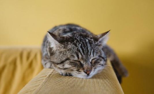 为什么中国没有自己的纯种猫,都有哪些纯种猫