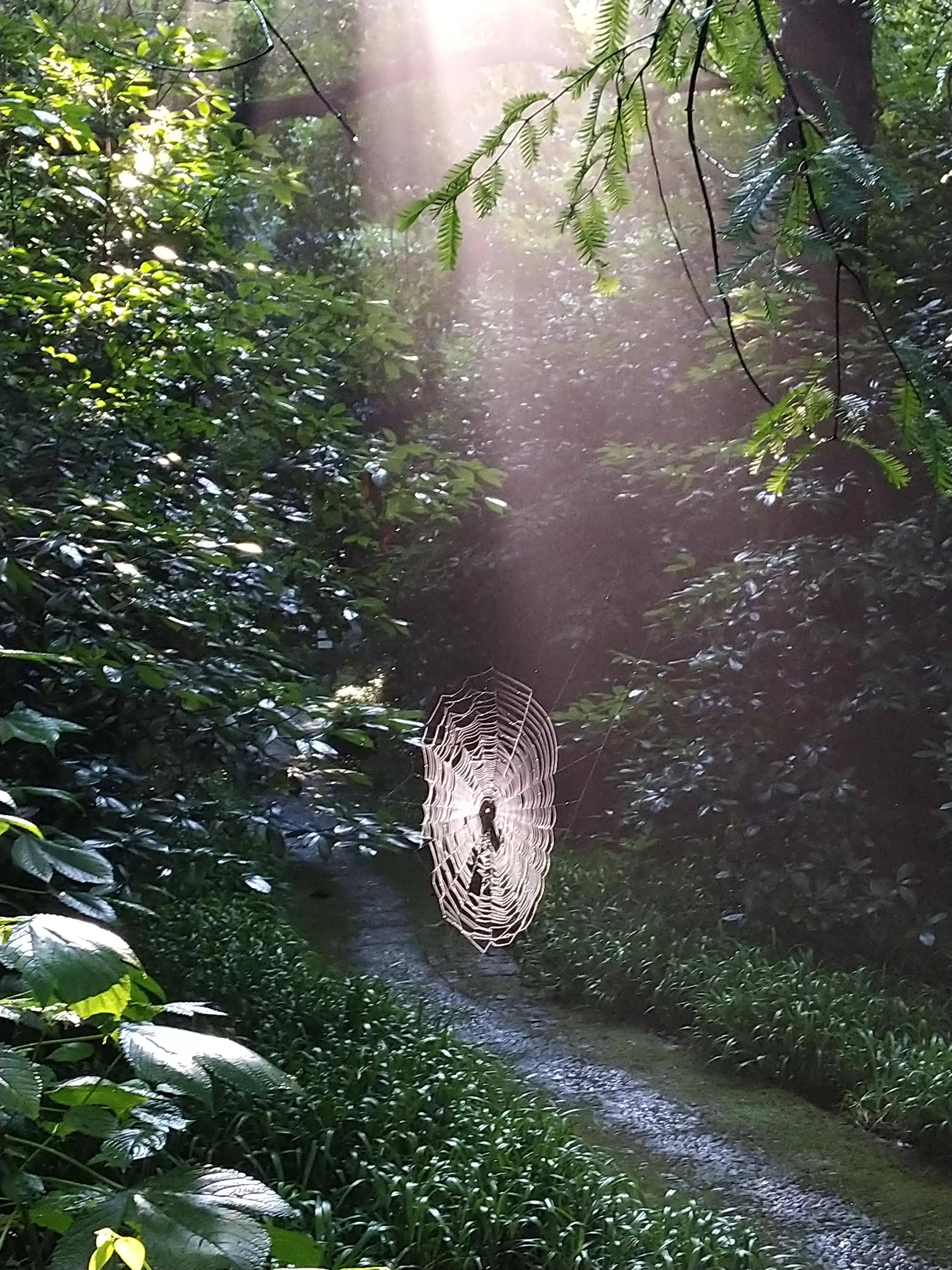 发现大自然的美的作文500字,发现大自然的美一篇作文