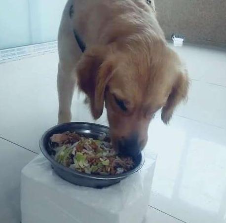 狗狗吃剩饭剩菜为什么还那么健康,为什么不要给狗狗吃剩饭剩菜