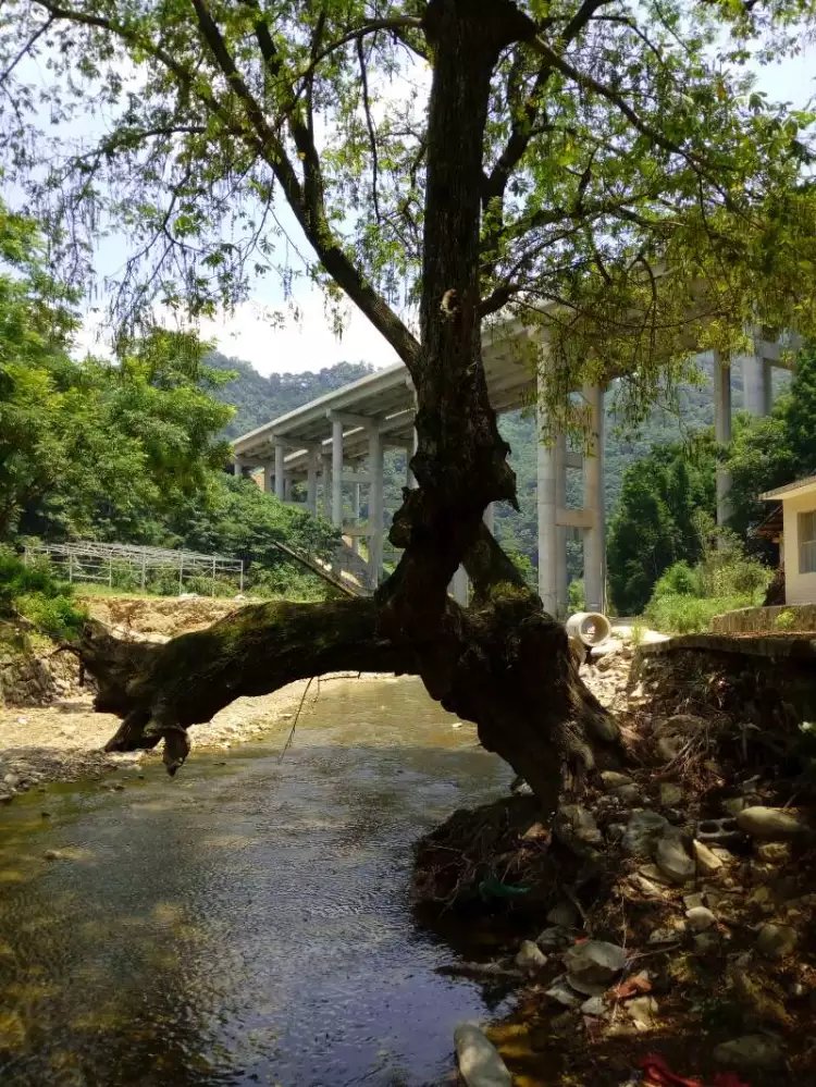 湖北崇阳：双港流韵映古今