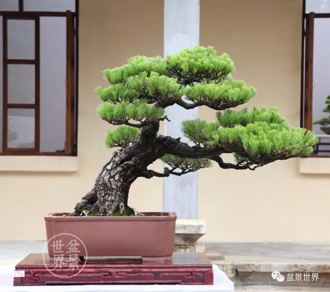 地景黑松与盆景黑松,黑松露的美誉