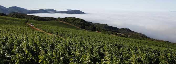 嘉露国际红酒有限公司,嘉露国际葡萄酒怎么样