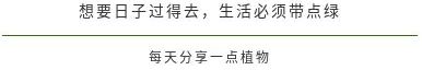 香蕉是草吗,香蕉是木本是草本