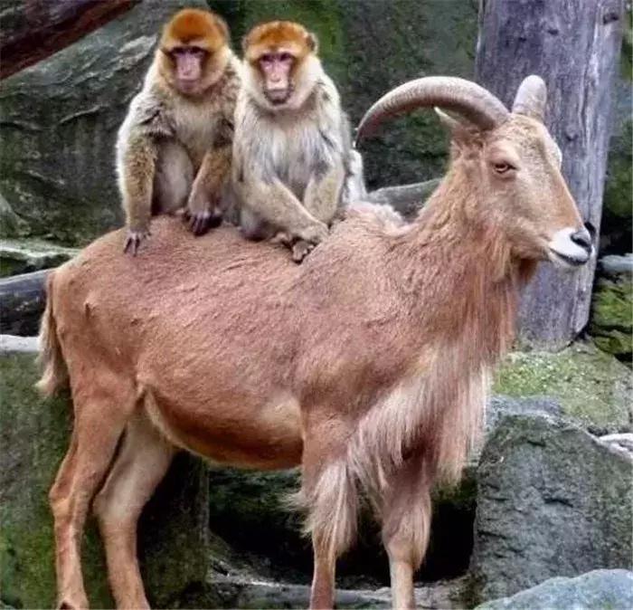 猫咪帮主人铲屎,猫咪热情帮铲屎官牧羊