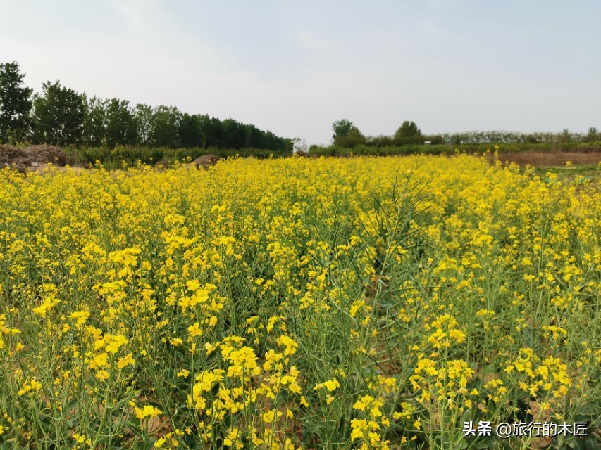 黄河湿地公园郑州要门票吗,郑州黄河湿地公园是否免费