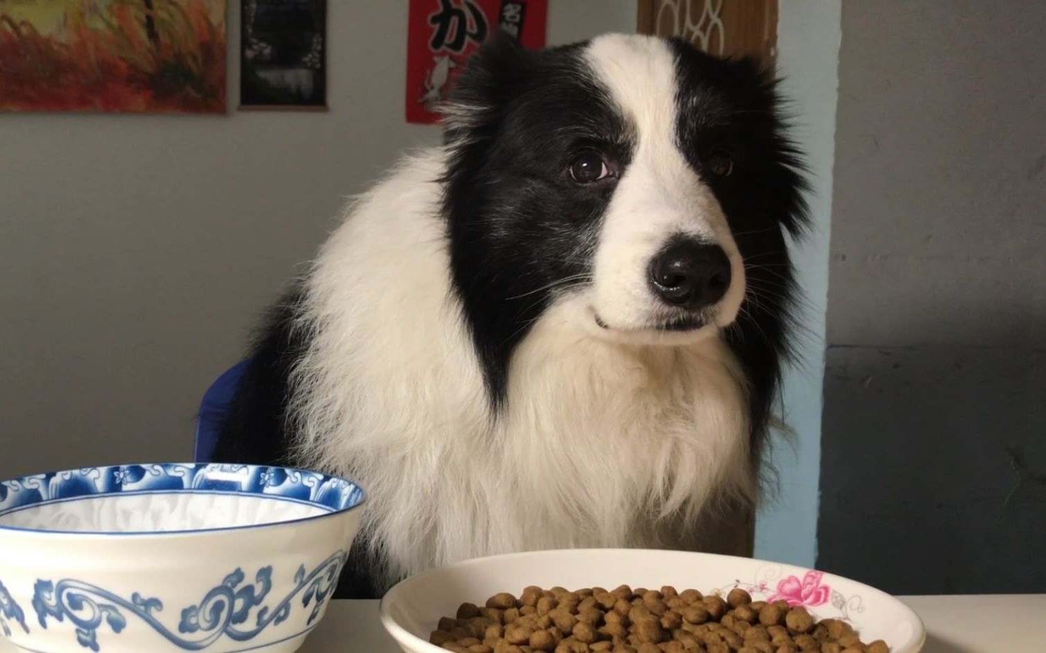 小边牧吃什么麦富迪狗粮,边牧狗粮排行榜性价比高的有哪些