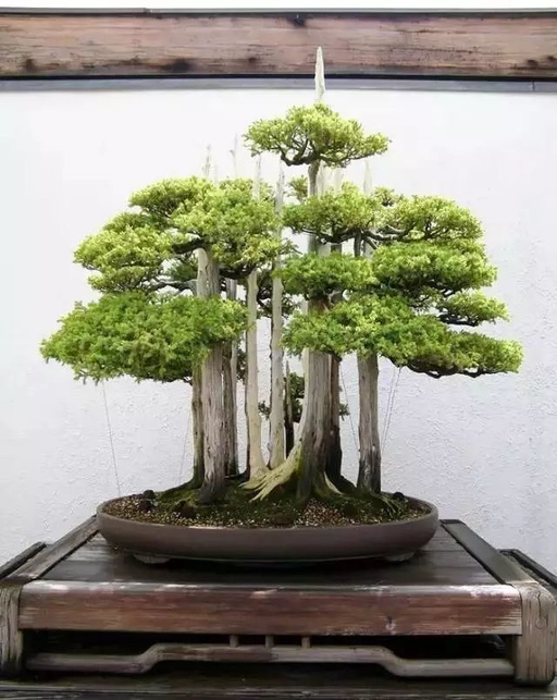 世界十大罕见花卉,世界名贵花卉高清大图