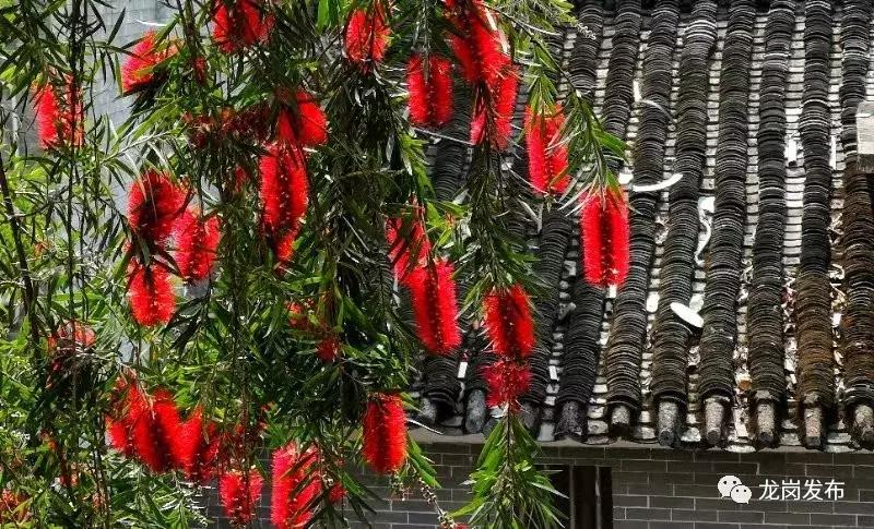 春天该很好，倘若你在场！龙岗最“花心”的地方是……