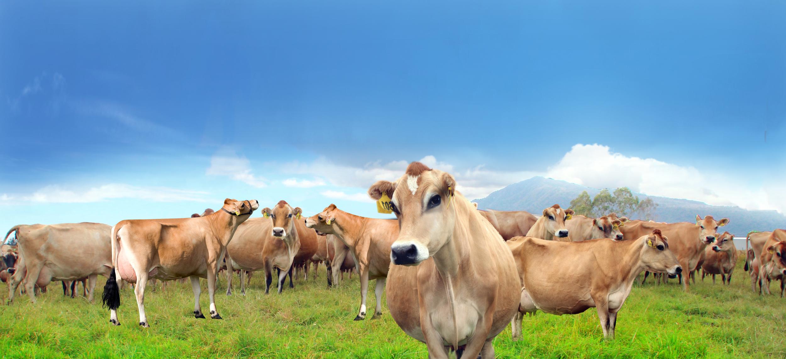 英国皇室专用牛奶,英国王室奶瓶