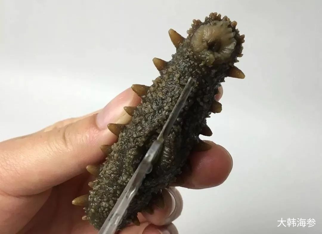 海参泡发即食后为什么有层粘液,即食海参泡发的正确方法和步骤