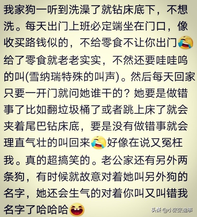 狗狗太肥了怎么才能给它减肥呢,爷爷说狗狗太胖了要减肥