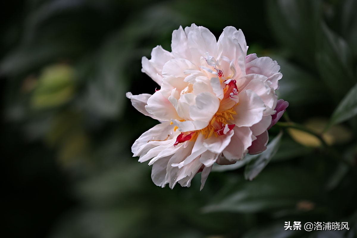 大院绿化的回忆——顺便看看院里的芍药定个究竟有多少种？