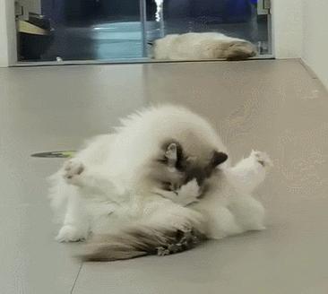 布偶猫身长四十厘米体重九斤,超级可爱的布偶猫有两万斤