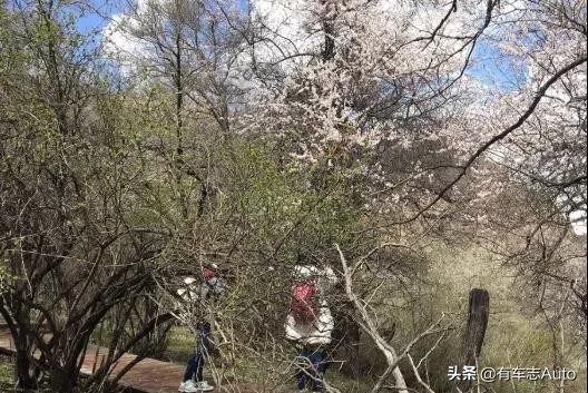 大美*疆新**，一路向西自由行，自驾游带你领略西域的美