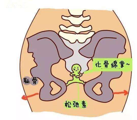 孕期耻骨疼乳房疼,孕期耻骨疼一般会疼多久