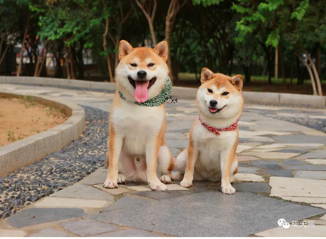 柴犬绿色的是真的么,尖脸柴犬